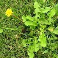 Weed Control Weed Control