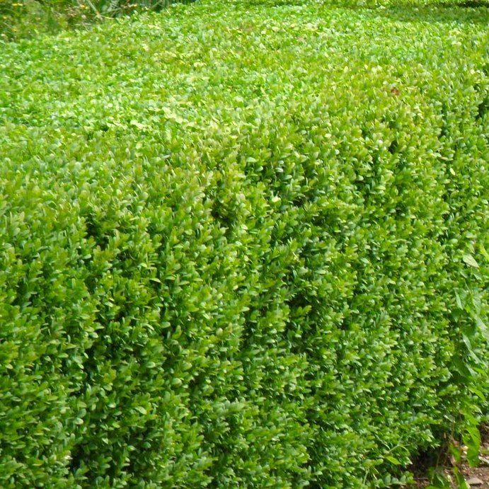 Small Hedge