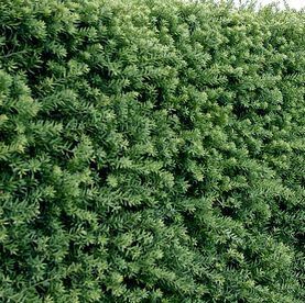 Tall Hedge