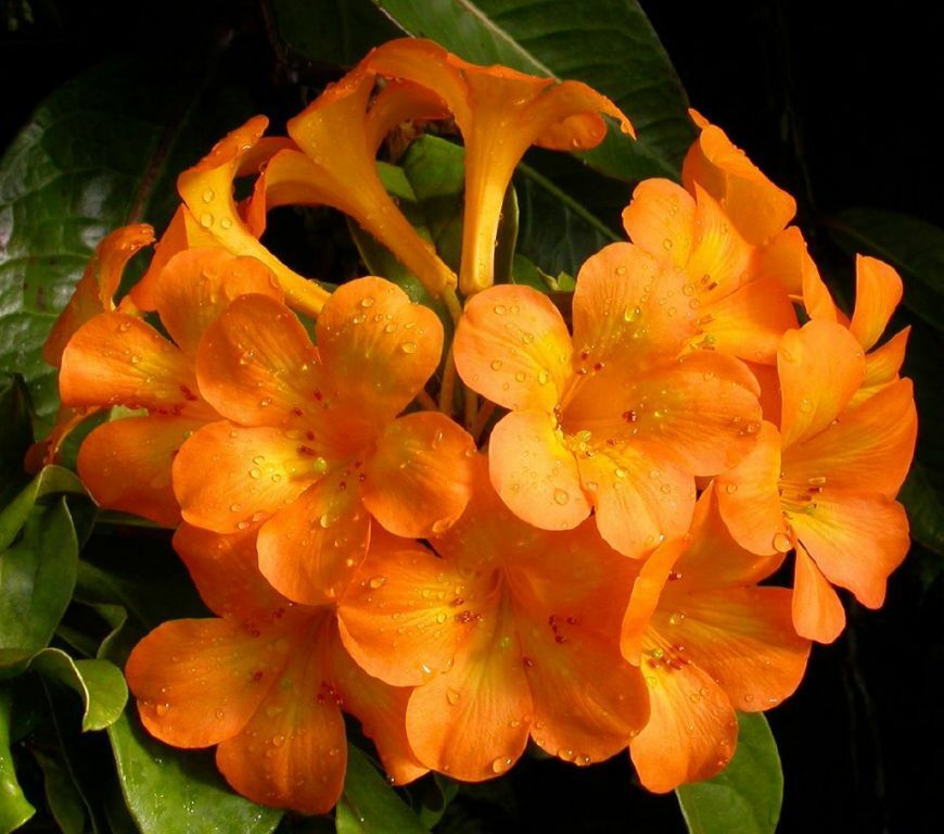 Rhododendron Vireya Rhododendron Vireya
