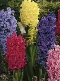 Hyacinth