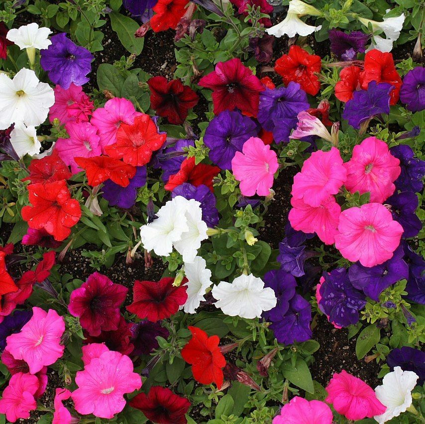 Flowering Bedding Flowering Bedding