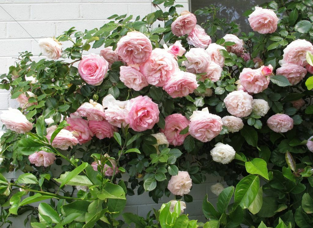 Climbing Roses