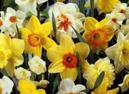 Daffodils