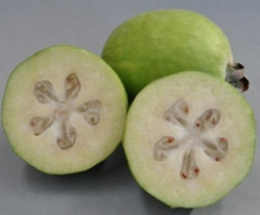 Feijoa