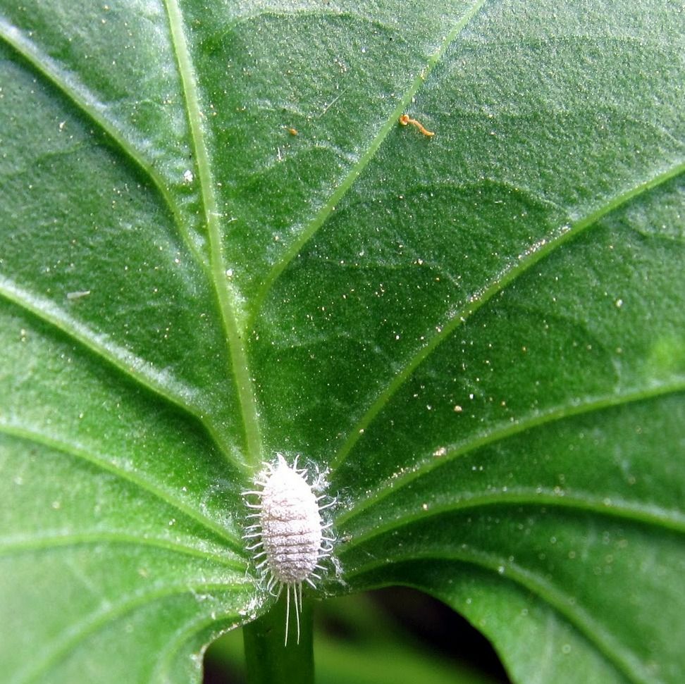 Plant Protection Plant Protection