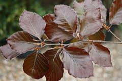 fagus tricolor beech tree Beech, Sylvatica Roseo-Marginata Purpurea Tricolor main image 1