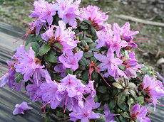 Rhododendron 'Impeditum' 8L - Big Jims Garden Centre