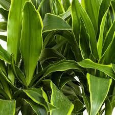 Dracaena 'Arturo' Triple 20cm - Big Jims Garden Centre