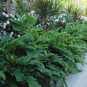 Philodendron 'Xanadu' 4.7L - Big Jims Garden Centre