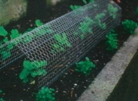 Plant Screen - Small Plain - Big Jims Garden Centre