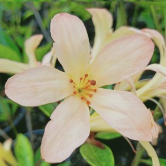 Rhododendron vireya 'Creme De 2.5L - Big Jims Garden Centre
