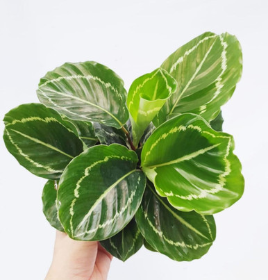 Calathea 'Green Goddess' 14cm - Big Jims Garden Centre