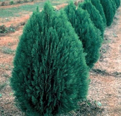 Thuja orientalis 'Blue Cone' 4L - Big Jims Garden Centre