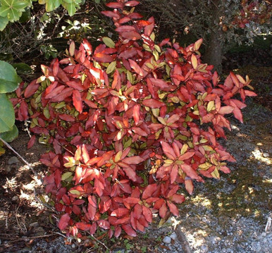 Pseudowintera colorata 'Red Leopard