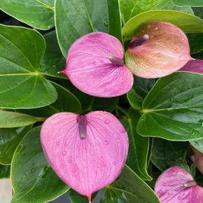 money tree for sale near me Money Tree Indoor Plant