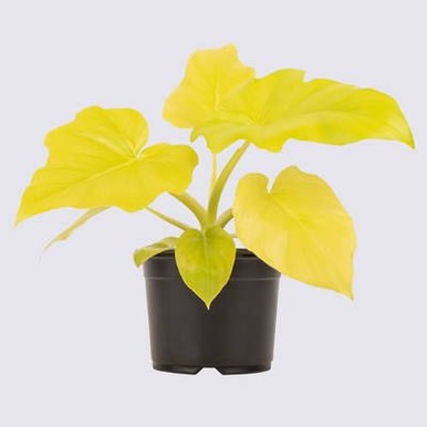 Philodendron selloum 'Gold' 14cm - Big Jims Garden Centre