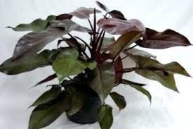Philodendron 'Royal Queen' 2.5L - Big Jims Garden Centre
