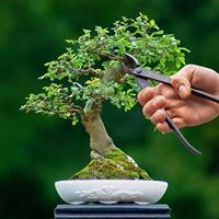 bonsai rx Juniper - Bonsai - Deadwood Collection