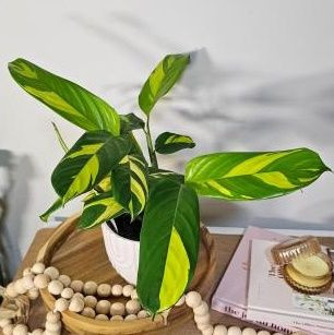 rhododendron wei kaufen Jetzt Rhododendron Alpenrose Hecke 'Cunningham`s White' online kaufen bei  Bohlken Pflanzenversand  Bohlken Pflanzenversand GbR