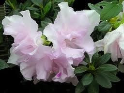 Azalea 'Pink Ice' 12.5cm - Big Jims Garden Centre