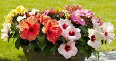 Fleurs D’hibiscus Séchées Bio Pour Infusion Et Sirop En Vrac