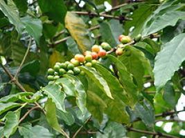 220px-starr-070308-5472-coffea-arabica-web.jpg