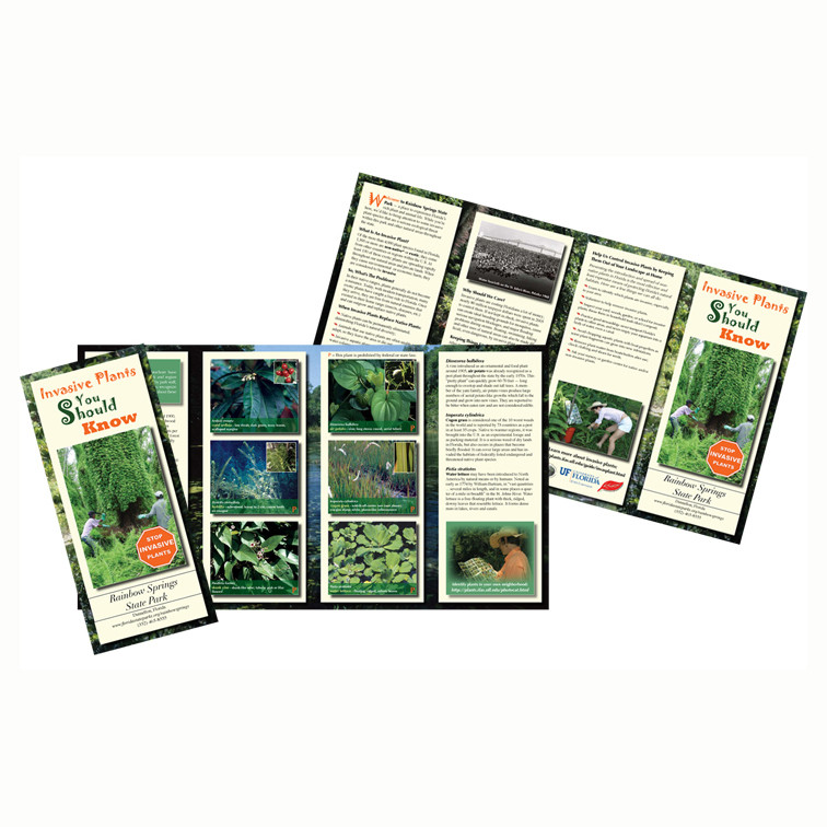 9 X 16 Brochures - Clash Graphics