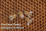 Fun Facts Friday - Hexagons in Nature