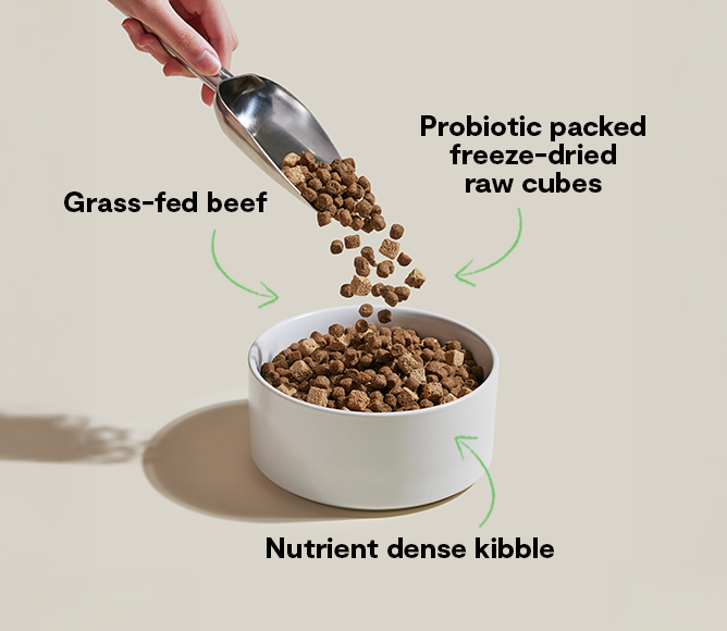 GoodGut Grass-Fed Beef Dog Kibble image 5