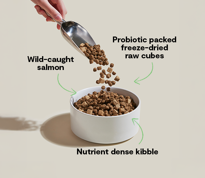 GoodGut Wild-Caught Salmon Dog Kibble image 5