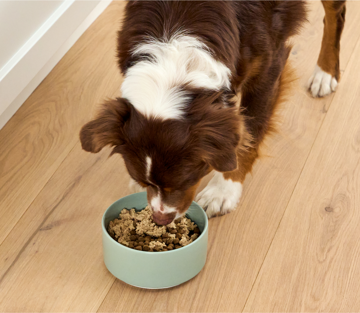Salmon & Cod Topper for Dogs image 5