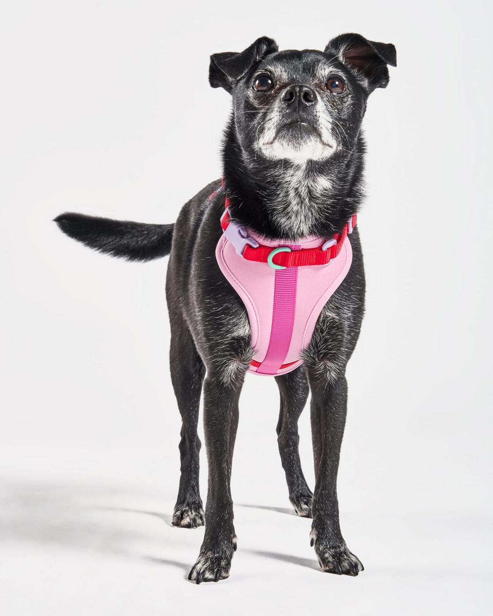 Cushioned Dog Harness image 2
