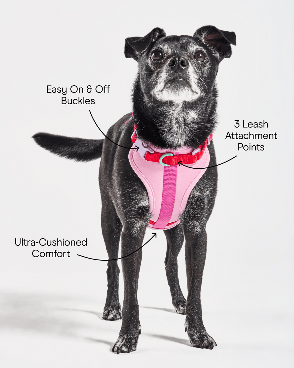 Cushioned Dog Harness image 3