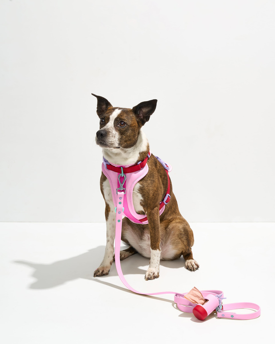 Waterproof Dog Leash image 2