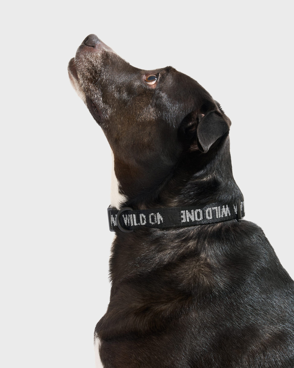 Quick-Release Dog Collar image 2