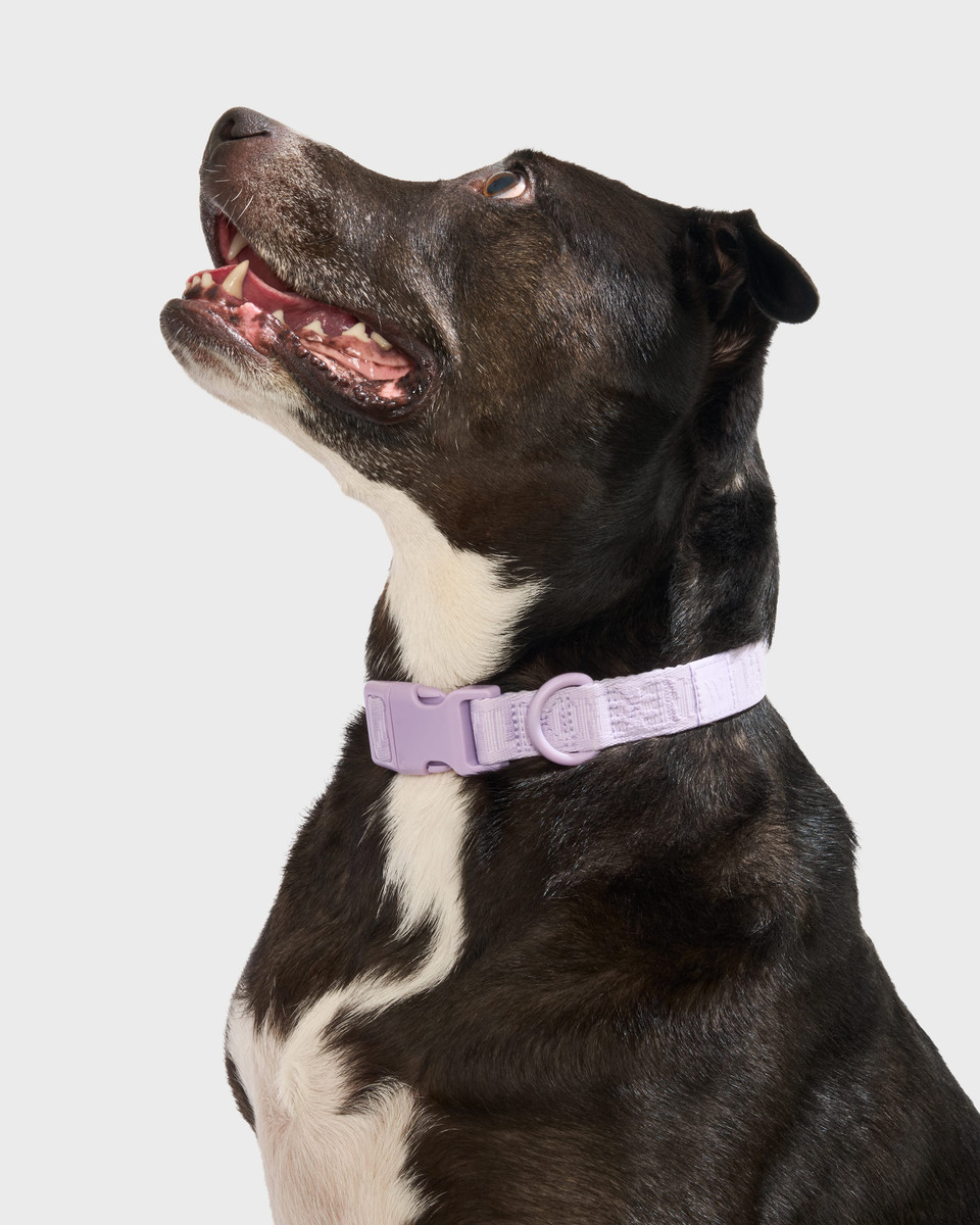 Quick-Release Dog Collar image 4