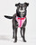 Cushioned Dog Harness