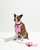 Waterproof Dog Leash