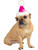 Pink Festive Jolly Christmas Santa Paw Hat Pet Dog Costume Accessory