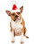 Red Festive Jolly Christmas Santa Paw Hat Pet Dog Costume Accessory