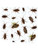 Set Of 19 Cockroaches Peel 'N Place Party Wall Clings Decoration 12" - 24"