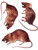 Set Of 3-D Rat Window Stickers Halloween Decoration
