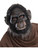 Adult's Deluxe Dawn Of The Planet Of The Apes Koba Mask Costume Accessory