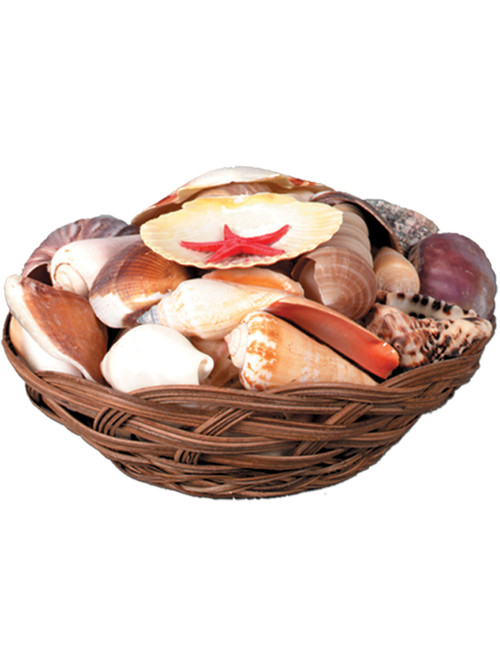 Sea Shell Basket