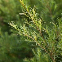 Tea Tree Essential Oil plant