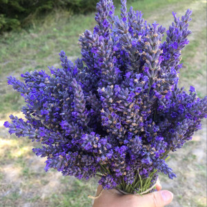 Fresh bunches of Lavender for sale Fresh bunches of Lavender for sale