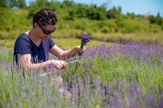 Pick Your own Lavender at Oak Tree Lavender Farm