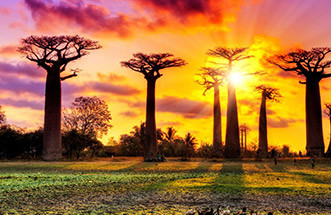 The Sweet Wonders of the Baobab Tree in Hair Care