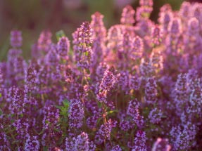 The Benefits of Using Thyme Oil for Your Skin This Spring